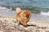 SPITZ ALLEMAND 238
